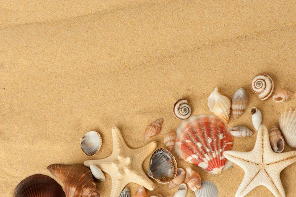 Schelpen op zand — Stockfoto