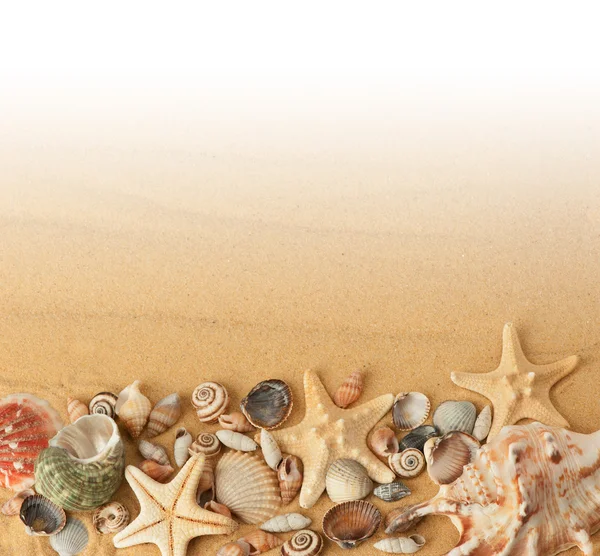 Seashells em Areia — Fotografia de Stock