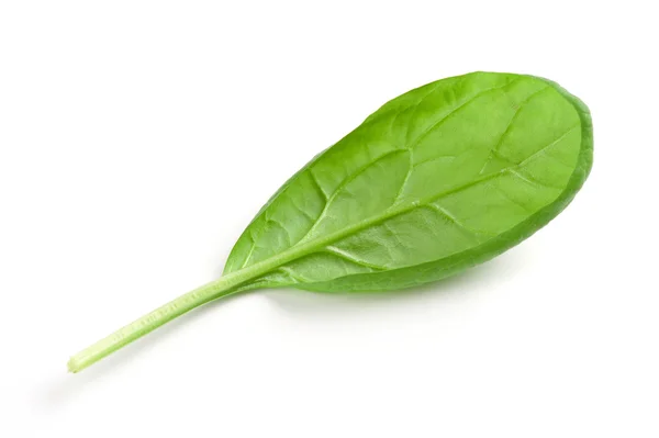 Листя шпинату — стокове фото