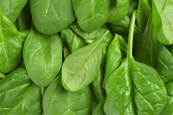 Свіже зелене листя шпинату — стокове фото