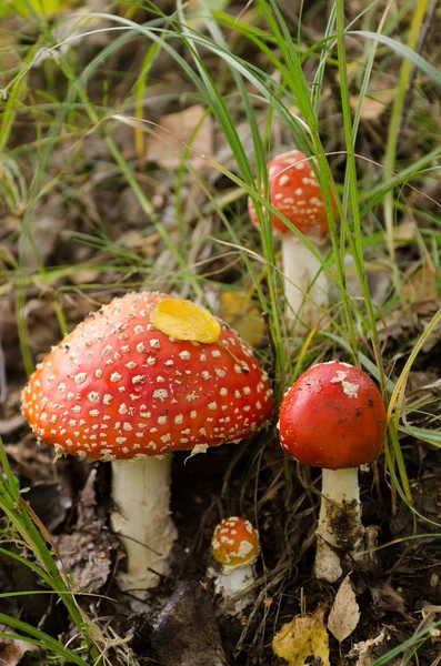 Agaric amanita muscaria mushroom — Stock Photo, Image