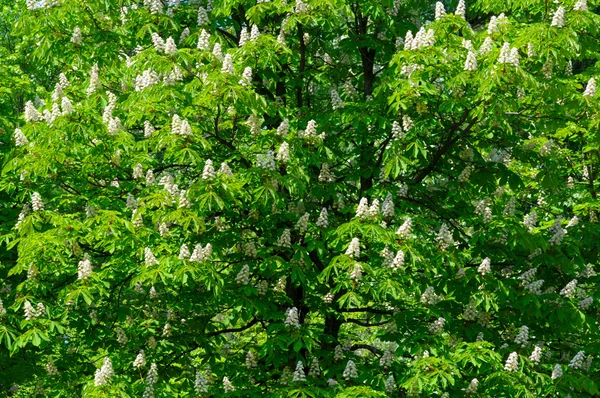 Natuurlijke achtergrond met veel kastanjeboom bloesems — Stockfoto