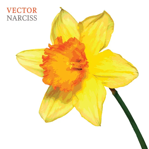 Vector narciss amarelo —  Vetores de Stock