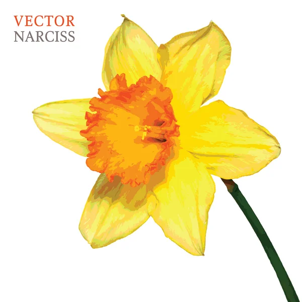 Vecteur de narcisse jaune — Image vectorielle