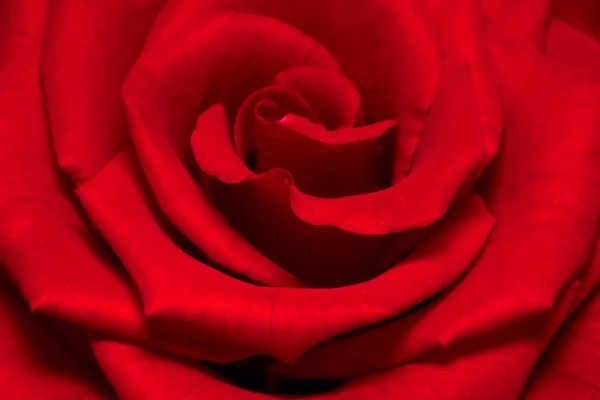 Beautiful close up red rose — Stock Photo, Image