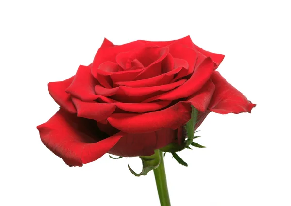 Close-up of the red rose isolated on white — Stock Photo, Image