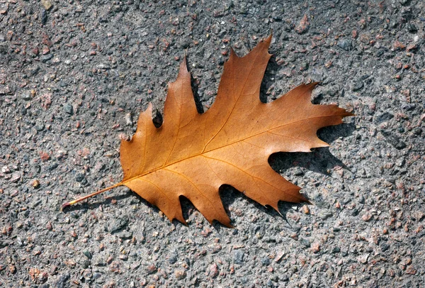 Herbsteichenblatt. auf dem Bürgersteig — Stockfoto
