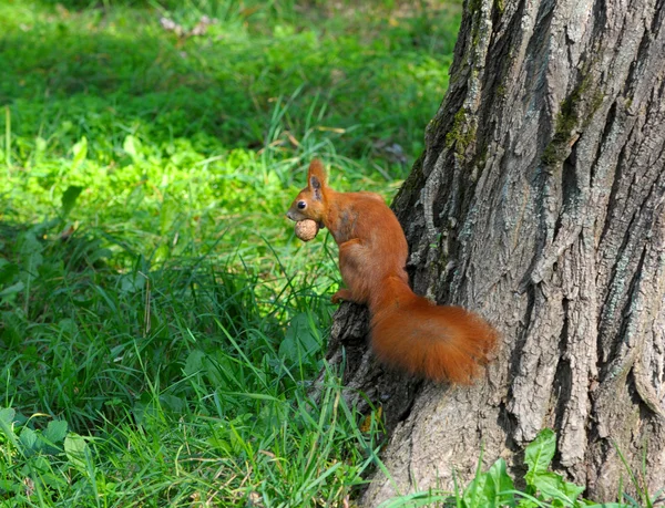 Ardilla roja sentada en el árbol —  Fotos de Stock