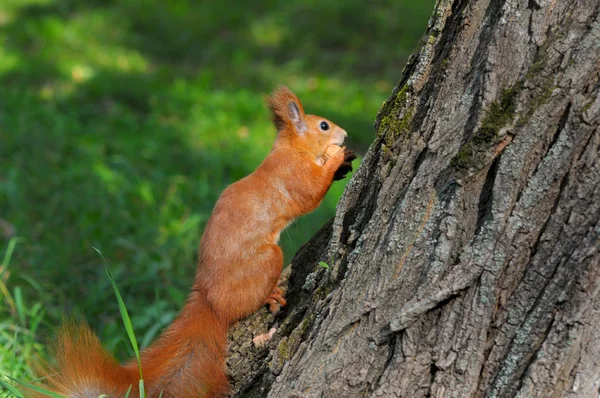 Scoiattolo rosso seduto sull'albero — Foto Stock