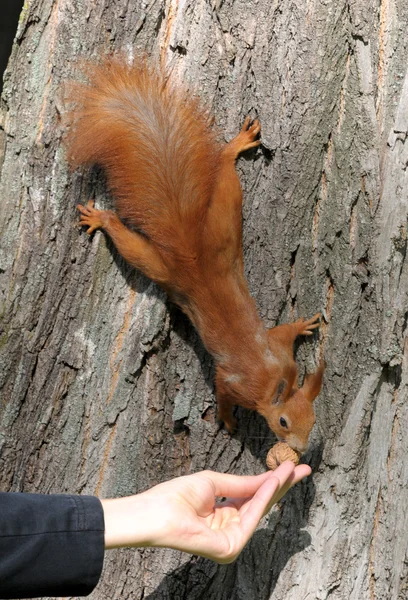 木にリスし、手から食べる — ストック写真