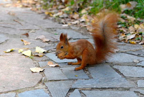 Eichhörnchen mit Nuss — Stockfoto