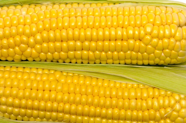 Textura de espigas de milho amarelo — Fotografia de Stock