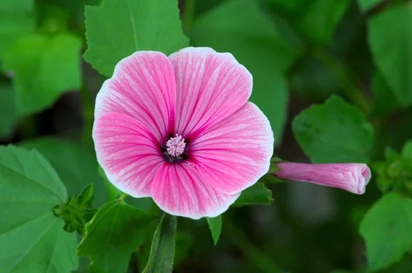 Petunia beautiful flowers on a green background — Stock Photo, Image