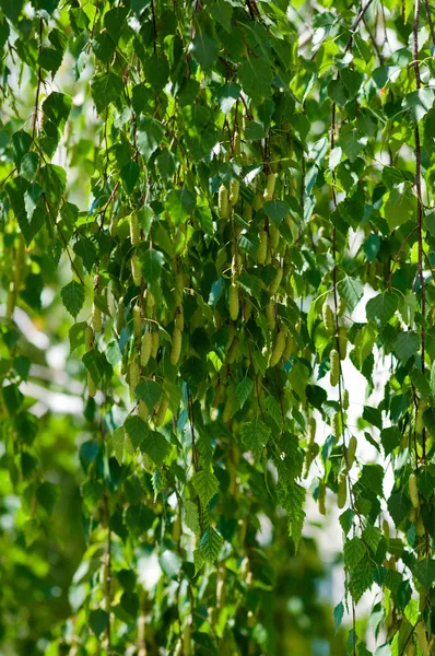 Primavera florescendo ramos de bétula com folhas verdes e botões — Fotografia de Stock