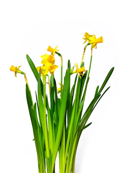 Beautiful springtime narcissus isolated on a white background — Stock Photo, Image
