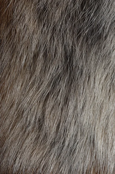 Textura de piel de zorro polar — Foto de Stock