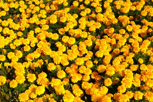 Yellow Flower, Marigold — Stock Photo, Image