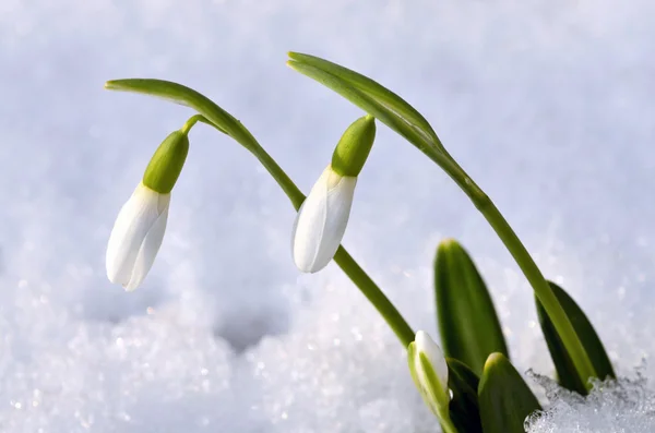 Spring snowdrop flowers with snow in the forest — Stock Photo, Image