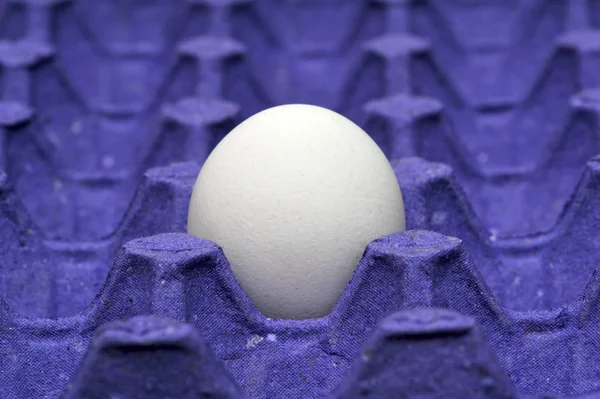 Kağıt tepsisine tek tavuk yumurta — Stok fotoğraf