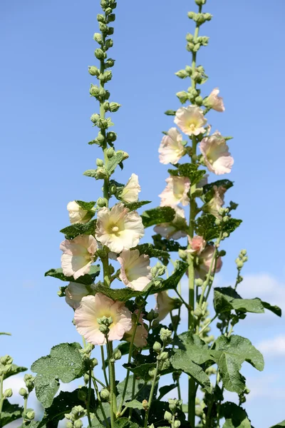 Mallow květiny proti obloze — Stock fotografie