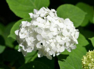 Beyaz ortanca (HORTENSIA) bir bahçe ağaçları