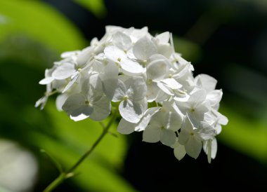 Beyaz ortanca (HORTENSIA) bir bahçe ağaçları