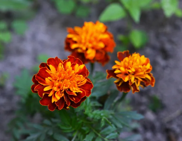 Marigold flower background — Stock Photo, Image