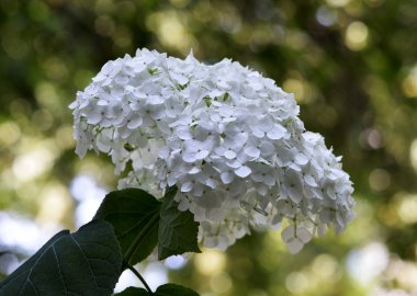 Beyaz ortanca (HORTENSIA) bir bahçe ağaçları