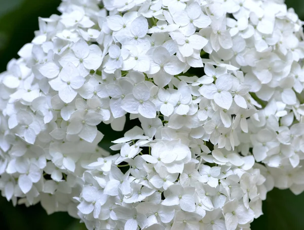 Grote witte hortensia bloesems macro (natuur achtergrond) — Stockfoto