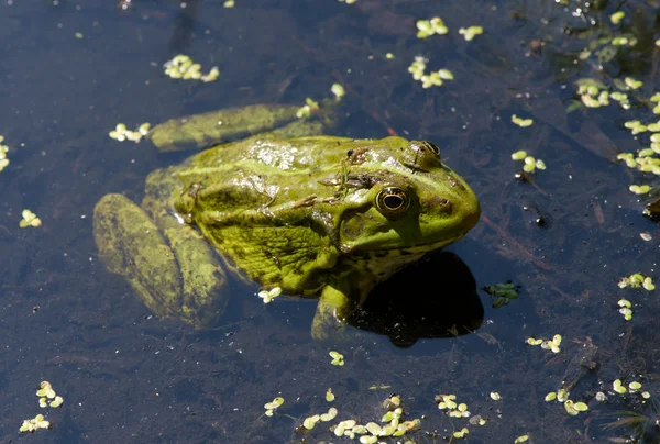 Frosch auf den Algen im Teich — Stockfoto