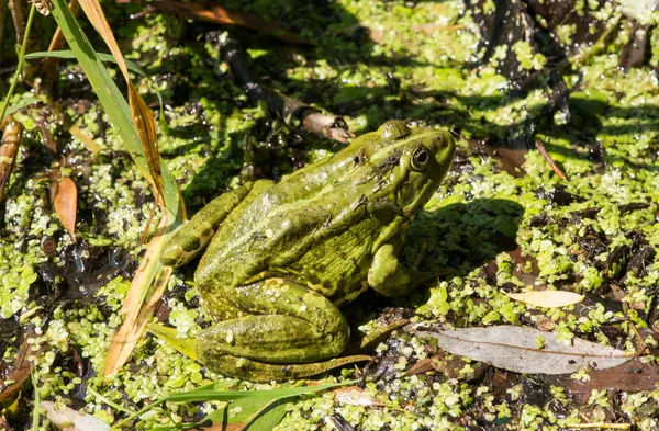 Gölet yeşil kurbağa — Stok fotoğraf