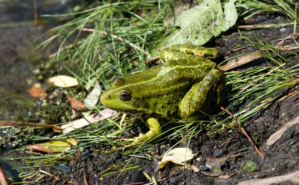 Grenouille sur les algues dans l'étang — Photo