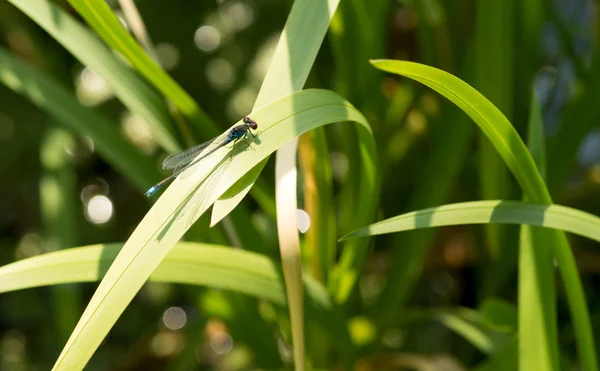 Libélula azul em um talo de grama — Fotografia de Stock