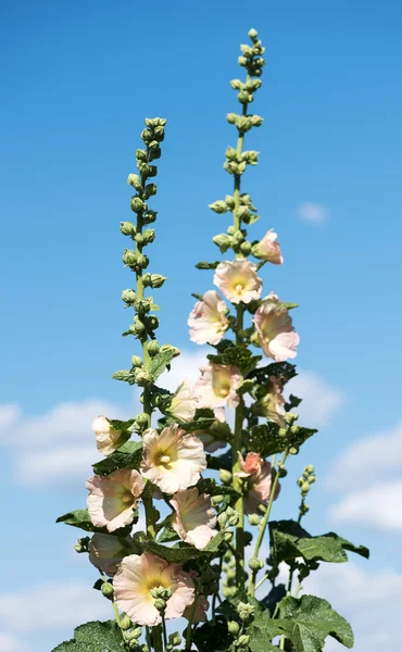 Mallow flowers against the sky — Stock Photo, Image