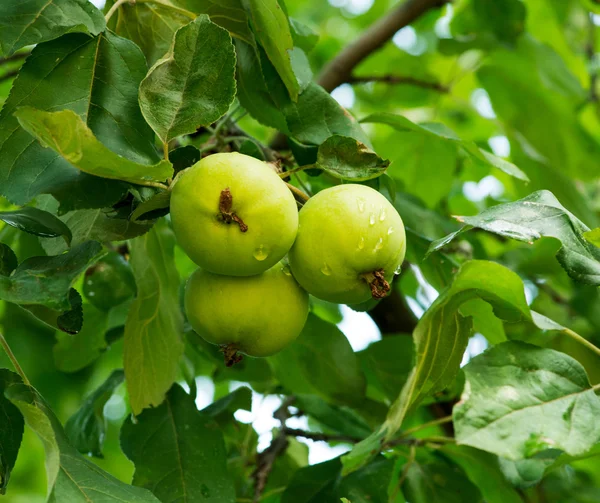 Groene appels op appelboom tak — Stockfoto