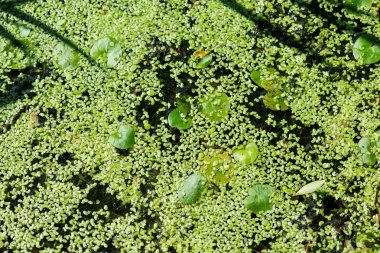 ilginç bir n oluşturan su yüzeyine büyüyen yeşil duckweed