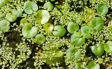 ilginç bir n oluşturan su yüzeyine büyüyen yeşil duckweed