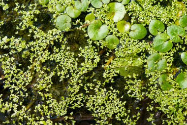 ilginç bir n oluşturan su yüzeyine büyüyen yeşil duckweed