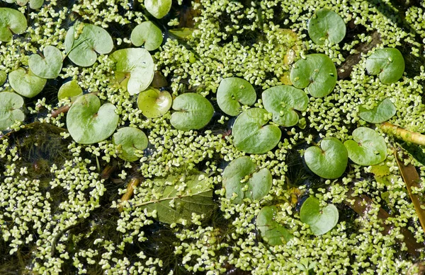 Zielony duckweed uprawy na powierzchni wody, tworząc ciekawe n — Zdjęcie stockowe