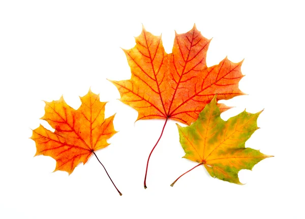Three colorful maple autumnal leaves. Isolated on a white. — Stock Photo, Image