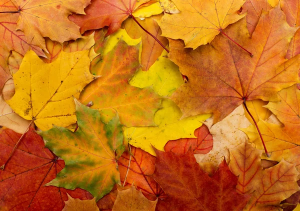 Fall leaves for an autumn background — Stock Photo, Image