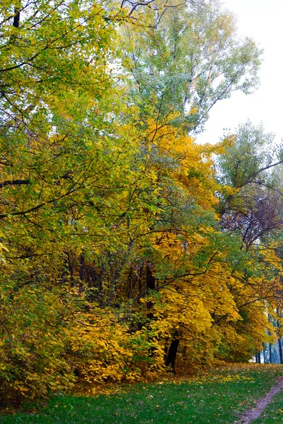 Høstlandskap. Park in Autumn . – stockfoto