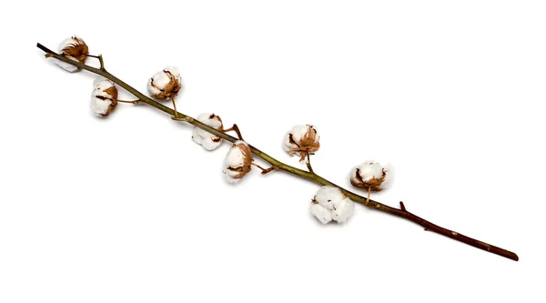棉花植物与孤立在白色背景上的铃 — 图库照片