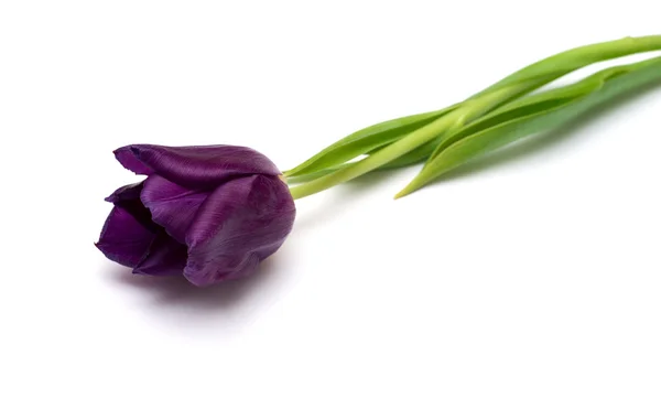 Lila Tulpe isoliert auf weißem Hintergrund — Stockfoto