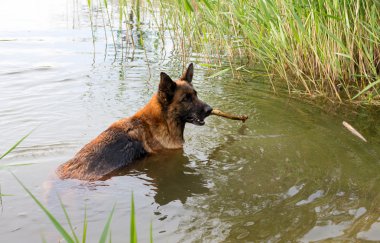 Alman çoban köpeği bir gölette banyoları