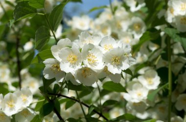 Yasemin 'in çiçek açan güzel bir dalının görüntüsü