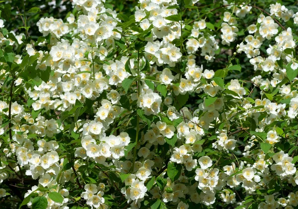 Цветы жасмина фон красивые цветы жасмина в цвету — стоковое фото