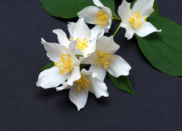 Fiori di gelsomino su sfondo nero — Foto Stock