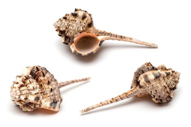 beyaz zemin üzerinde üç deniz kabukları