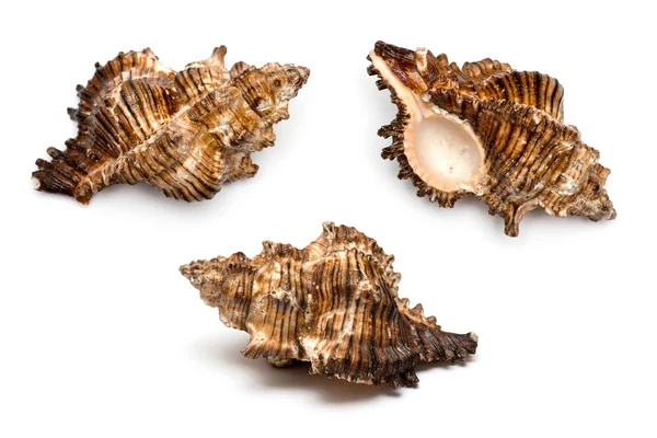 Três conchas do mar sobre um fundo branco — Fotografia de Stock